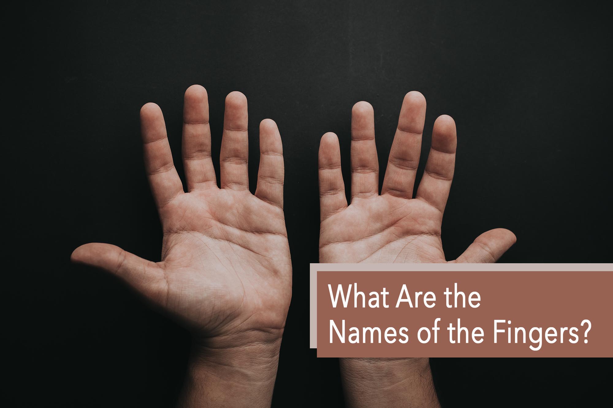 What Are the Names of the Fingers? – Very Many Names