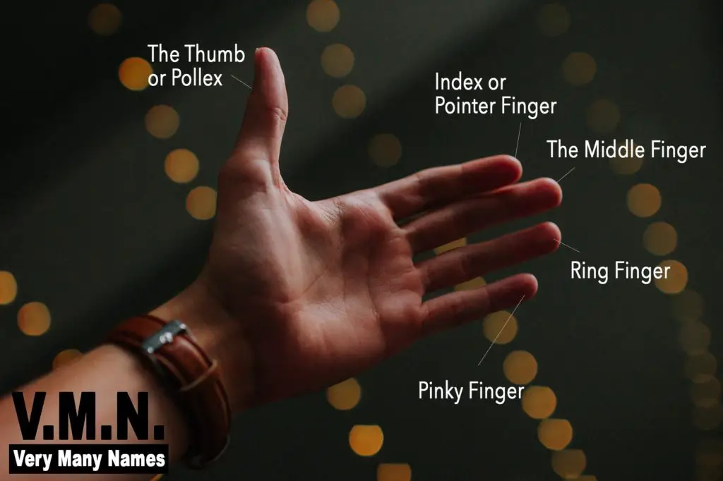 What Are the Names of the Fingers? – Very Many Names