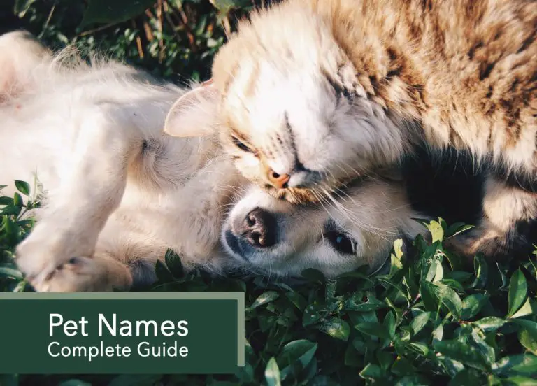 Pet Names : Complete Guide – Very Many Names