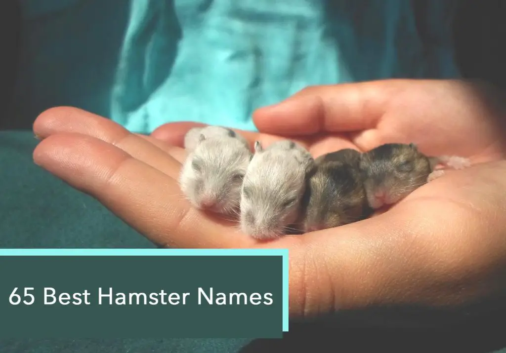 Best Hamster Names