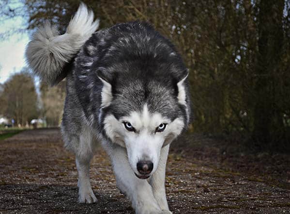 what-dog-name-means-protector-very-many-names