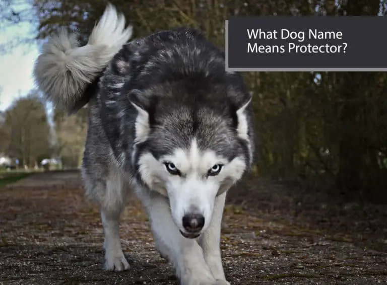 what-dog-name-means-protector-very-many-names