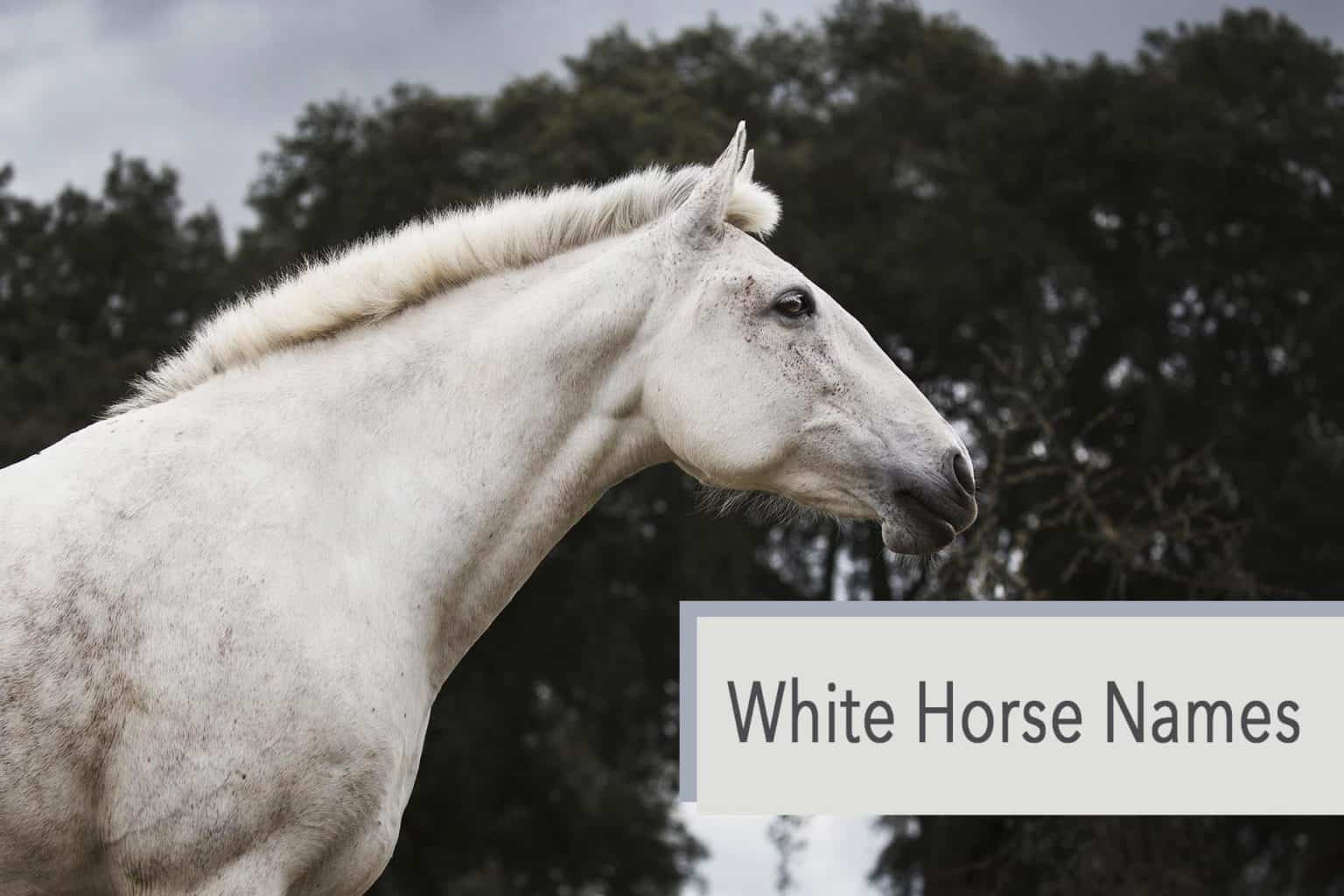 590-white-horse-names-inspiration-for-male-female-horses-very